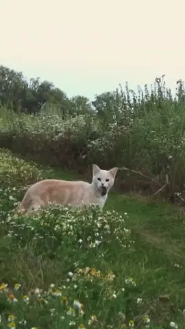 =)) #pet #meo #cat #cats #cutecat 