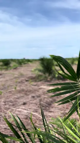 #kulisawit #kulisawit #petanisawitindonesia🇮🇩 #petanisawitindonesia🇮🇩 #kulisawit #kulisawit 