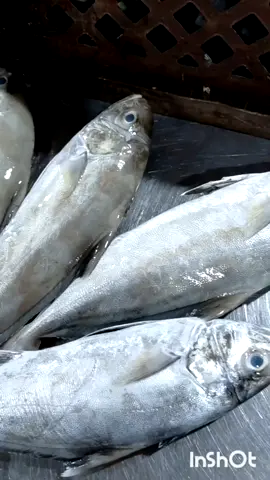 #مملكة_البحرين🇧🇭 