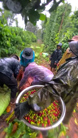 Mùa mưa cà phê của dân Đăk Lăk