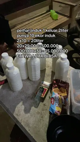 lek km perbulan aku perliter ae #kambingkontes #jrabangtulungagung #konteskambingkaligesing #jualkambing #kambingetawa 