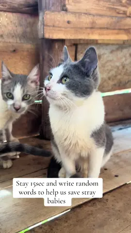 #catsoftiktok #fyp #catlover #catlover #catsoftiktok 