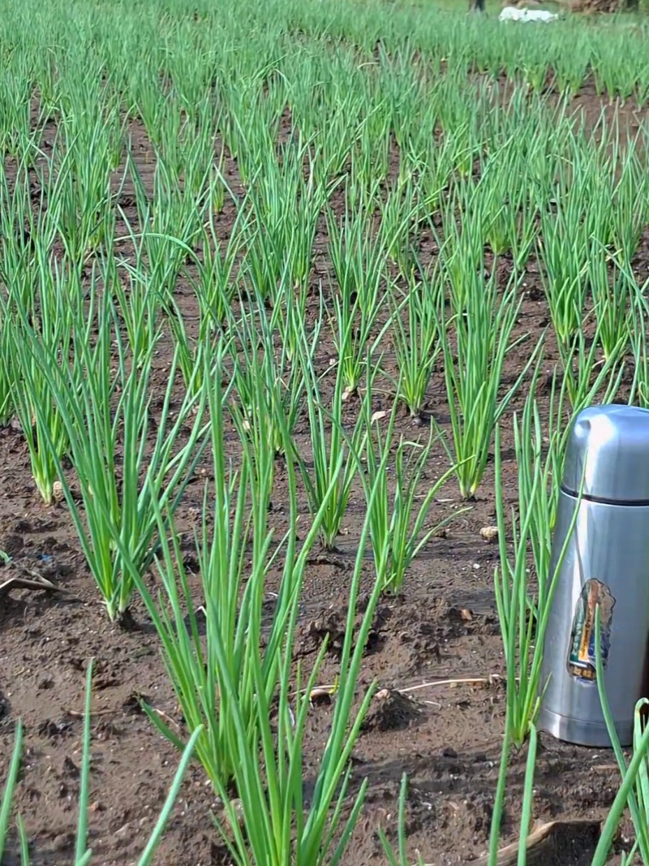 #petanimuda #bawangmerahponorogo #petaniindonesia🇮🇩🇮🇩🇮🇩🌿🌿 #bawangmerah 