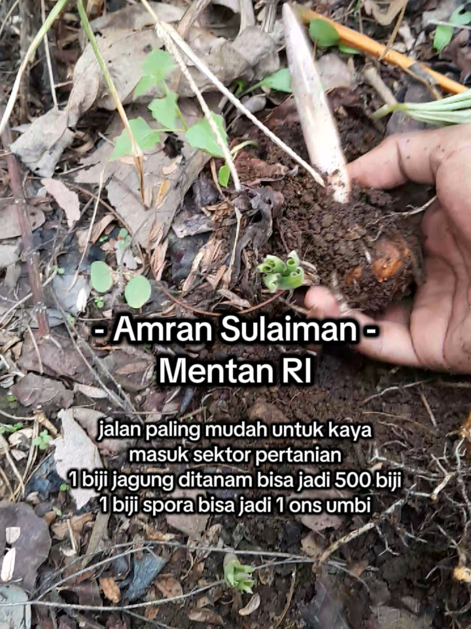 jalan paling mudah untuk kaya adalah masuk dis sektor pertanian. @jalan_amran_sulaiman  #porangkajoemas #kayabertaniporang #petaniporang #petanimuda #spora 