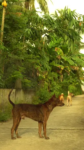 Thời thơ bé, bắt được con ve sầu, cứ ngỡ có cả mùa hè trong tay... #xuhuong #canhqueyenbinh #mientay #oque 