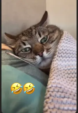 #الجزائر #اكسبلور #شعب_الصيني_ماله_حل😂😂 #فيديوهات #😂 