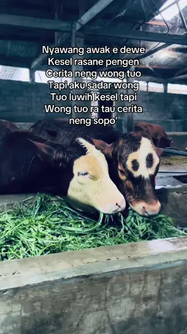 Sehat sehat pak buk 🥰#sapi #appsi #sapiviral #sapilimosinsuper #magelang24jam 