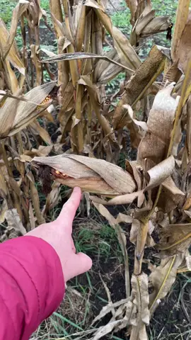 LED-автосвітло та автоаудіо → VanychAvtoShop 🔗Ссылка в описании профиля 