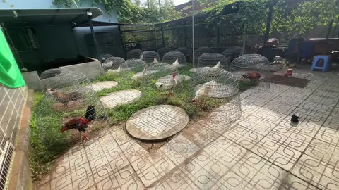 Phơi nắng cho mấy ẻm kkkk#xuhuong #71bentre_xinchao🌴 #xuhuongggggggggggggggggggggg 