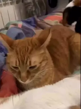 🤣🤣#foryou #fyp #cat #virał #xuhuong 