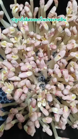 สอนปลูกถั่วลิสงงอกขายในประเทศจีน#ประเทศจีน #คนจีน #สามีจีน #สะไภ้จีน #tikkokuni 