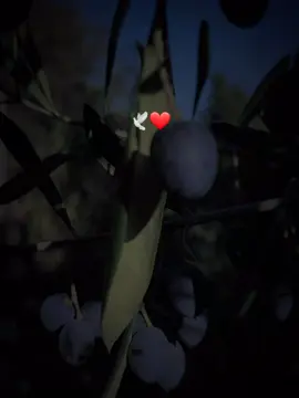 كل شيء مكتوب عند الله ❤️🕊 #أشهد_أن_لا_إله_إلا_الله_محمدا_رسول_ألله #استغفرالله_العظيم_واتوب_اليه #استغفرالله #لا_اله_الا_الله 