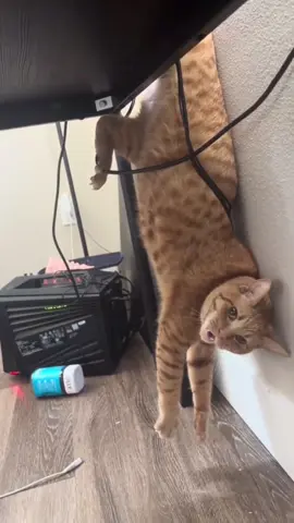 #funny #funyanimals #pet #fyp 