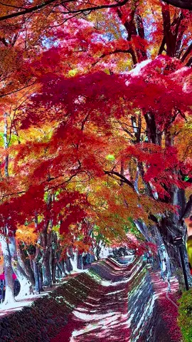 #富士山河口湖紅葉美景  河口湖もみじ回廊　#Beautiful  Scenery In Fujisan Japan 