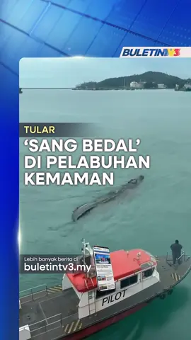 Orang ramai digemparkan dengan kemunculan seekor buaya yang kelihatan berenang di berhampiran pelabuhan di perairan Teluk Kalong. #BuletinTV3 #Buaya #Tular #Pelabuhan
