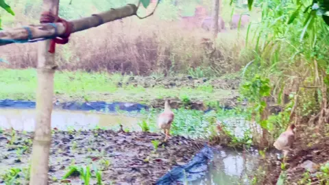 Có chút lạnh, đang nôn Tết lắm phải không #music #chill #nhachaymoingay #xuhuong #quehuongmientay 