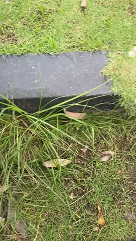 Lione do kuliah iki malah kuli ah🫠 #foryou #fypシ #kulibangunan #kuliproyek👷🏼 #surabaya24jam 