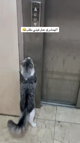 دق الجرس واهرب🤣🤣 #cat #الترند_الجديد #قطط #قطط_الهمشري #cristianoronaldo  الهمشري