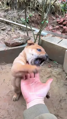 This little monster won't let me touch it! #Stubborn #Puppy#cutefierce #pastoraldog  #fblifestyle 