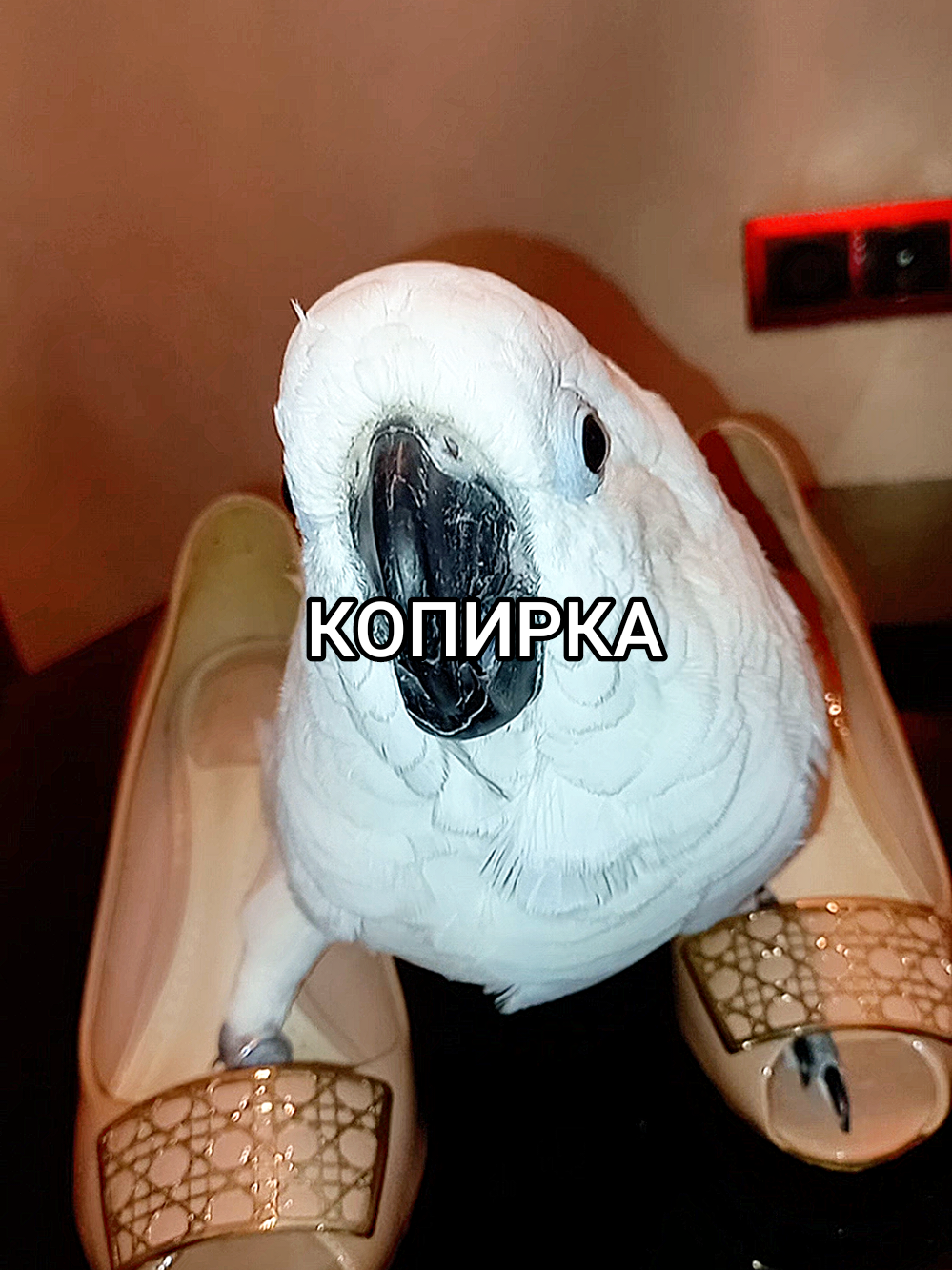 #cockatoo #попугай #parrot #perroquet #птицы
