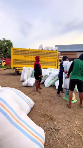 #dalletemappettu😇 #ptaraindosmartani #udcoppobulu #anakpetani🌾 #fyppppppppppppppppppppppp 