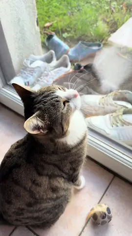 Nouveau format VLOG, je vous emmène chez le vétérinaire avec Yuna et moi ! Vous aimez ce genre de format ? Besoin d’une créatrice UGC ? ➡️ cazade.alexia.ugc@gmail.com #ugc #ugcfrance #Vlog #veterinaire #chat 