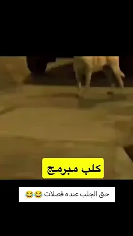 #تحشيش  #الشعب_الصيني_ماله_حل😂😂 