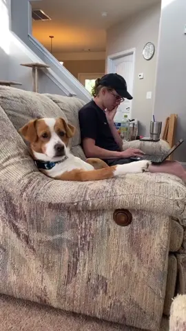 I swear there must be a human living in this dog’s body! #dog #funny #dogsoftiktok #funnyvideos #fyp 