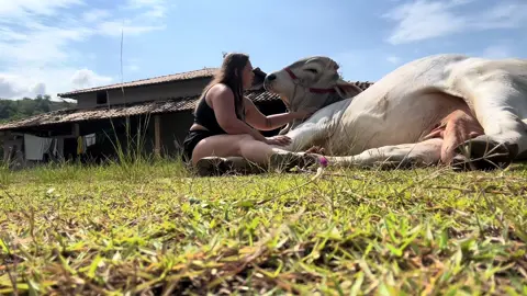 Ele não fala, mas entende cada gesto. E eu entendo cada olhar. Nossa conexão é coisa de Deus. 🐂🙏🤍  #churrascooboi #boimanso #fy #boideestimacao #amorporanimais 