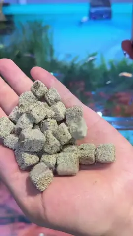 Trùn chỉ đông khô dạng viên, món ngon đầy dinh dưỡng cho cá  #trunchidongkho #thucanchoca #trunchidongkhochoca #cacanh#cacauong 