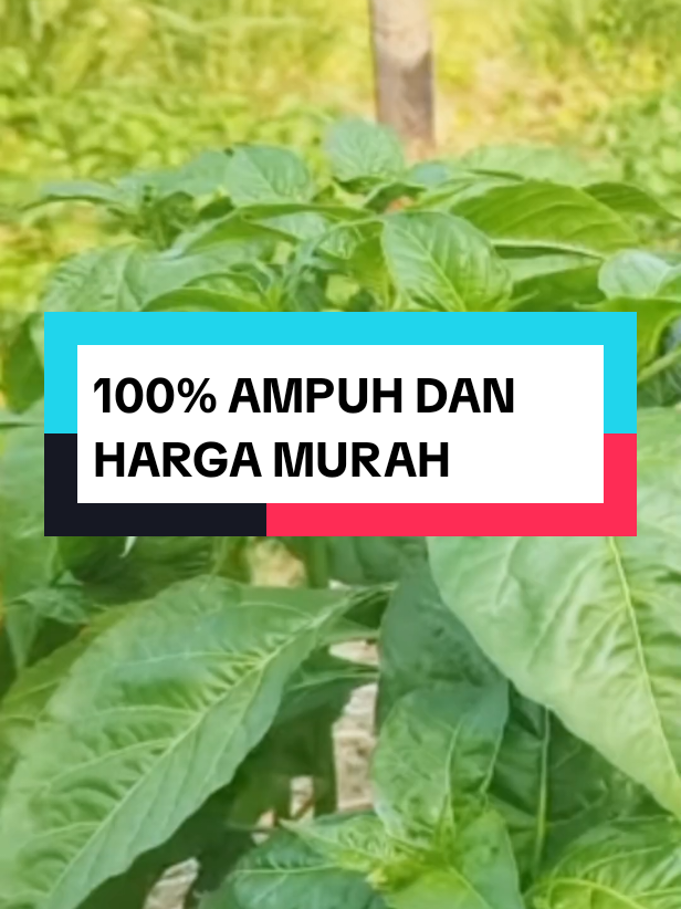 rekomendasi obat keriting daun dengan harga murah, insektisida eficaz 18 ec #pembasmihama #obatkritingdauncabe #obatkritingdaun #insektisidaeficaz #eficaz 