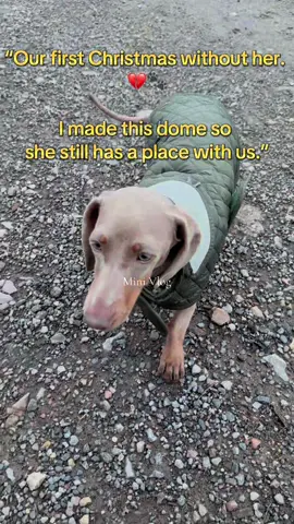 “Losing a dog hits different at Christmas. So I made a memory dome with her photo, her name and a warm light — so she still shines in our home. ✨🕯️ If you’re missing your fur baby too, you’re not alone.” #PetMemorial #DogLoss #RainbowBridge #ChristmasMemorial #griefsupport 