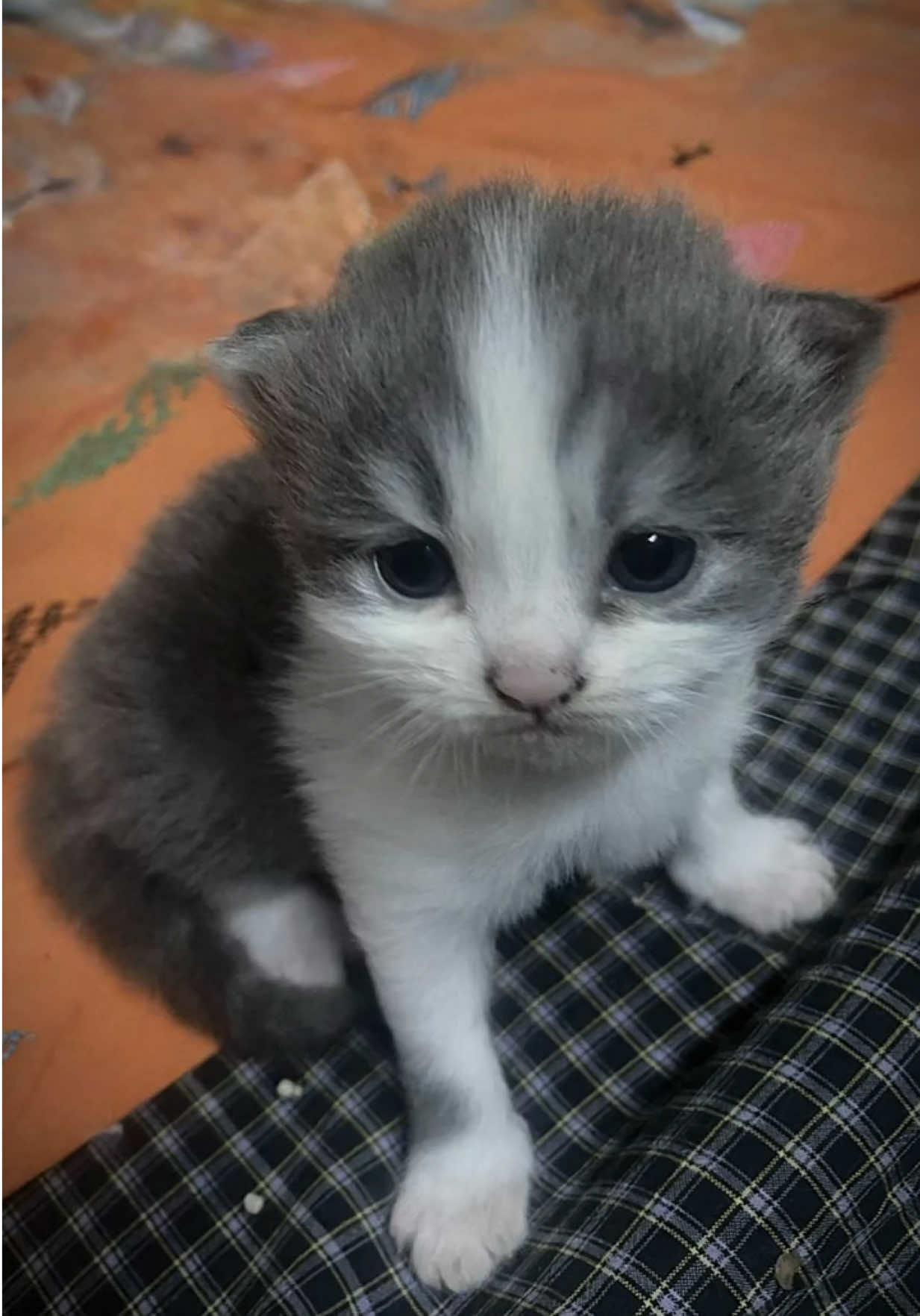 10 months baby💕 #CapCut #babytofu #meow #foryoupage #fyp 