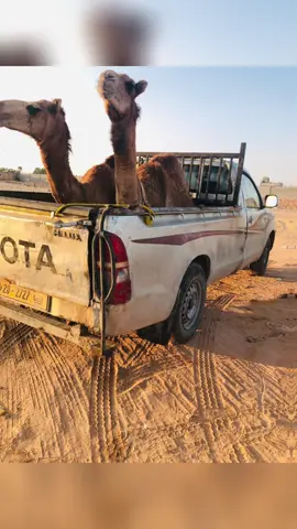 #سرتنا_سرت_ليبيا💚🌻🔥🦅💚 #التلاتين🤍 @عادل حسين 