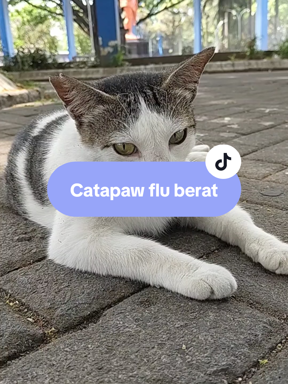 Kucing flu berat kasih aja catapaw flu berat untuk kucing efektif mengatasi flu berat pada kucing #kucingflu #obatkucingflu #obatflukucing #fluberat #catapaw 