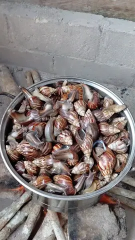 masak rica2 dan sate bekicot dan mengolah nya biar terhindar dari lendir dengan modal nol rup14h  #bekicot #caramengolahbekicot #rica2bekicot #satebekicot