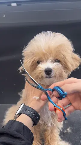 귀여운 말티푸미용✂️🤍 #말티푸 #말티푸미용 #애견미용 