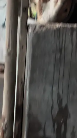 #fyp #sapi #peternakmuda #bosmuda 