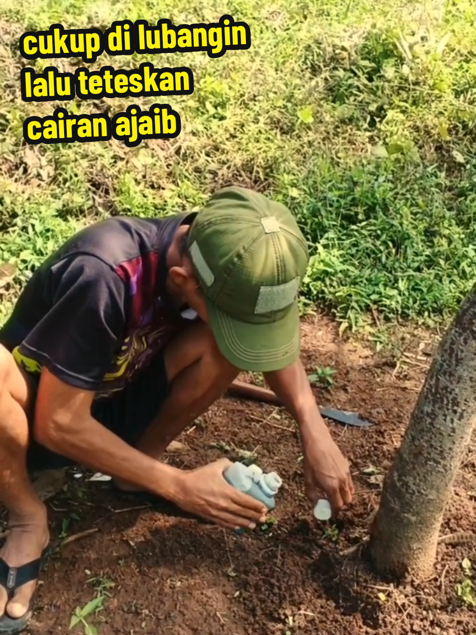 pupuk POC ini bisa mempercepat#pembungaan #dan #pembuahan #dan #antirontok 