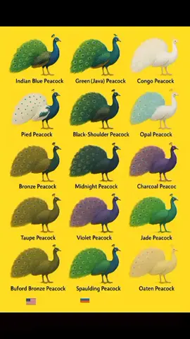 “Royal feathers, timeless beauty — the Indian Blue Peacock never fails to steal the spotlight.” #IndianBluePeacock #PeacockBeauty #RoyalBird #NatureMajesty #FeatheredElegance 