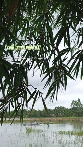 Chill Miền Tây 🌴🌴#CapCut  #thuantamtrang #moingaymotbannhac #xuhuon #tamtrang 
