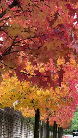 Autumn itu cantik banget. Tenang, adem, plus pengen makan terus#autumn #kanazawa #tokuteiginou #indonesiajapan🇲🇨🇯🇵 