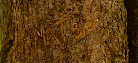 “Đi ngang rừng Sim, tôi không ghé, dù tim tôi đập từng hồi rộn rã. Tôi sợ kỷ niệm níu chân tôi . Tôi sợ ngồi một mình giữa rừng Sim, lòng tôi sẽ ngập đầy lá rụng. “