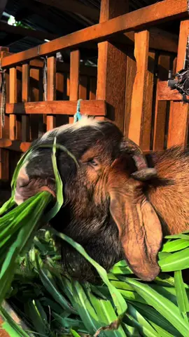 Rumput Odot Super. Bernutrisi tinggi banyak disukai kambing dan domba. Penanaman sangat mudah, tinggal ditancap sudah tumbuh lebat. 3 bulan sekali bisa dipanen. Cocok didataran tinggi maupun rendah. Bibitnya sangat murah. Yang mau bisa dicek dikranjang kuning. Salam ternak  #kambing #kambingqurban #kambingaqiqah #kambingjumbo #sobatngaret 