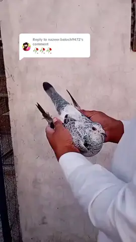 Replying to @nazeer.baloch9472 