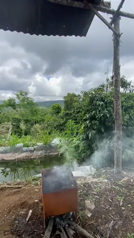 Masyaallah kopi sheena👩🏻‍🌾👨🏻‍🌾#atengbrazil #kebunkopitakengon #kopigayotakingon #kopigayo 