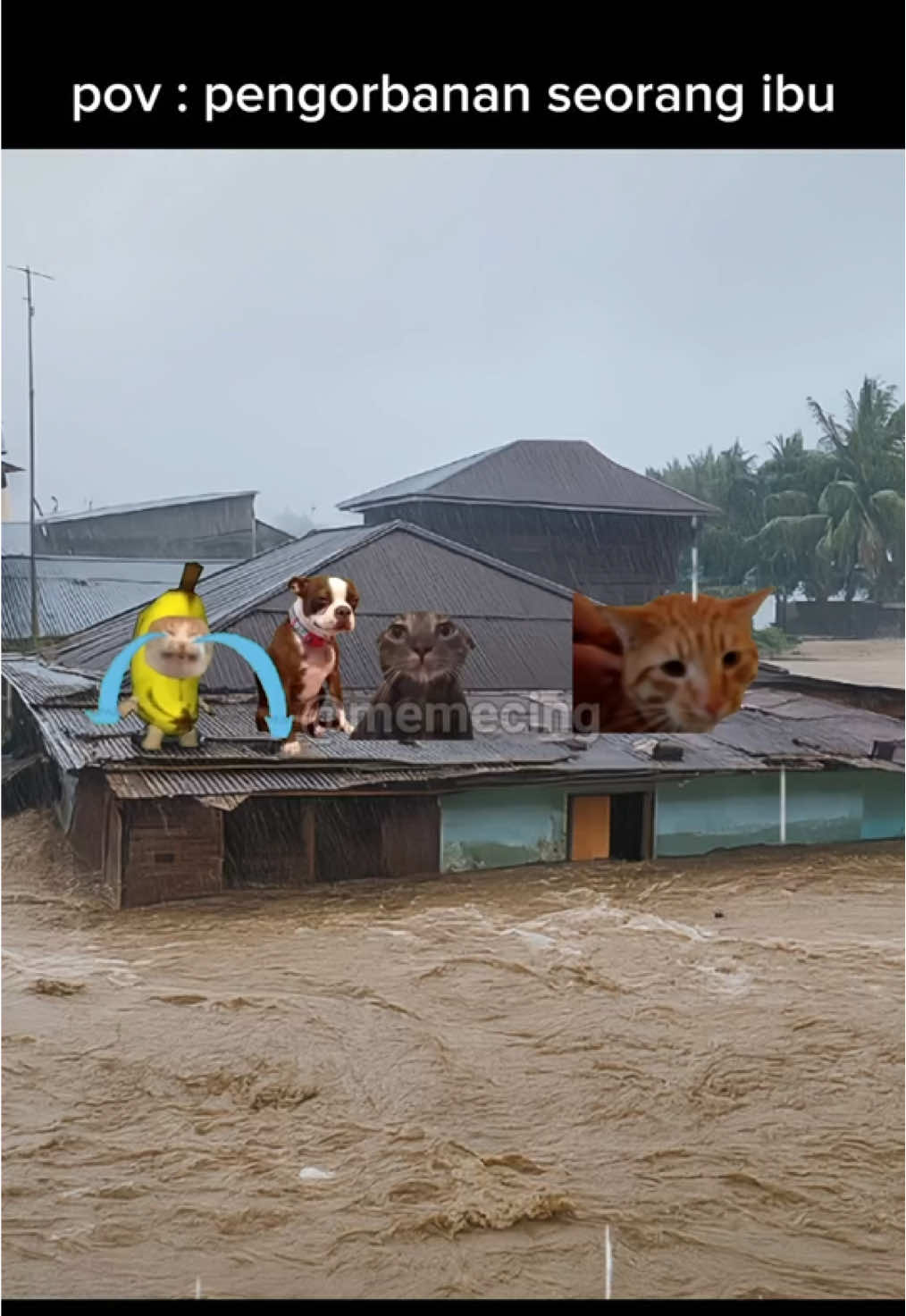 pengorbanan seorang ibu😍 #meme #memekucing #kucinglucu #fyp #viral 