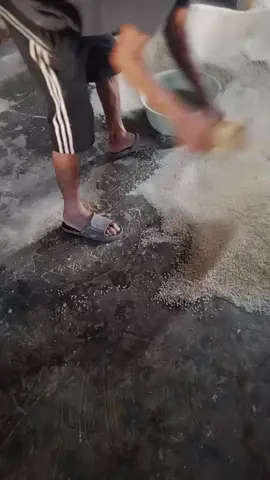 waoww ini beras nya guede guede banget gaess..  beras Ciherang jumbo👍🥰🥰 #pabrikberas #tempatberas #produksi #BERAS #fyppppppppppppppppppppppp 