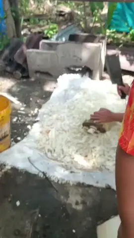 core cucu sama nenek takut kena timpa buah bambangan. #fyp #sabah 