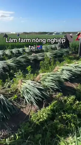 Làm farm nông nghiệp tại 🇦🇺 #nongnghiep #farm #viral #xuhuongtiktok 